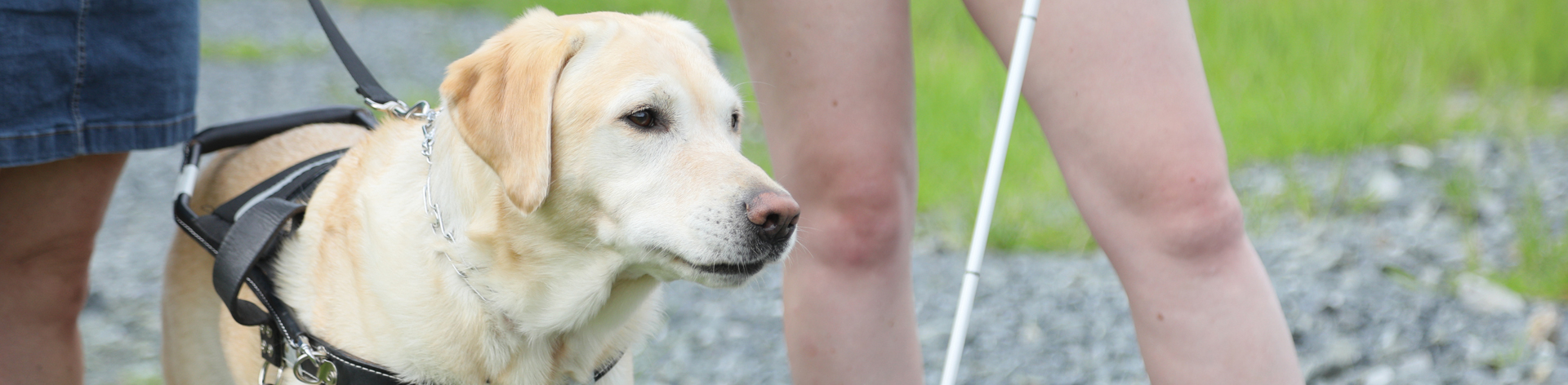 A close up of a working guide dog.